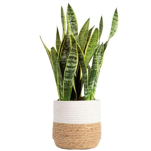 Costa Farms Live Snake Plant, Sansevieria, Easy Care House Plant in Modern Decor Pot, Houseplant in Potting Soil Mix, Succulent Plant Gift for Housewarming, Office and Home Decor, 2-3 Feet Tall - Snake Plant, Grower’s Choice - Woven Basket Planter - 2-3 Feet Tall - Image 1