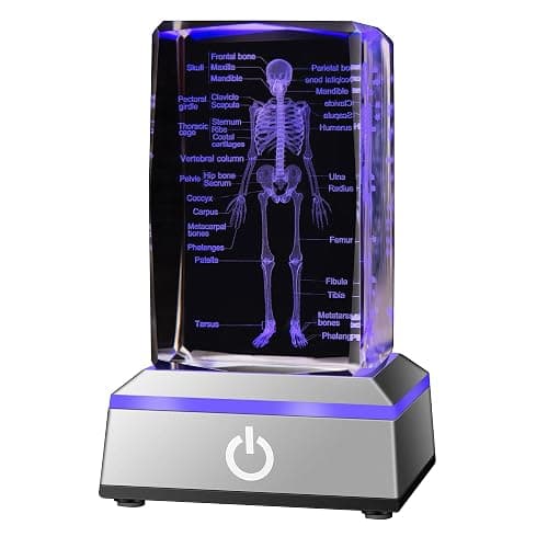 IFOLAINA 3D Human Skeleton Model Anatomy Gifts Crystal Labeled Skeleton Model Medical Figurines Bone Doctor Stuff Named Laser Engraved Gift for Med Biology Students - Image 1