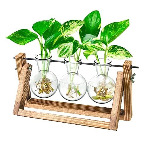 Ivolador Desktop Glass Plants Terrariums Bulb Vase with Retro Solid Wooden Stand and Metal Swivel Holder for Hydroponics Plants Home Garden Wedding Decor Indoor Outdoor (3 Bulb Vase) - Image 1
