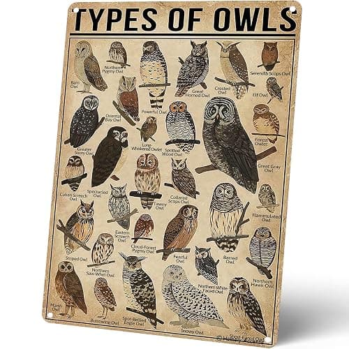 Homely Accents Types Of Owls Vintage Metal Signs, Educational Poster Tin Signs for Home Bathroom Classroom Cafe Decor Farmhouse Wall Art Gift for Owl Lovers Kids, 8x12 Inch - Image 1