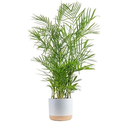 Costa Farms Bamboo Palm, Easy to Grow Houseplant, Live Indoor Plant Potted in Decor Plant Pot, Room or Office Decor, 3-4 Feet Tall - Image 1