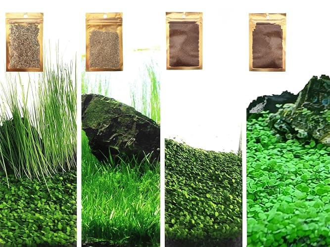 4 in 1 Aquarium Plant S.e.e.ds, no Artificial Plastic Plant, Live Grass for Fish Tank, fit All Substrate (0.36ozTiny+0.36oz Long+0.36oz Short+0.36oz Big Dual) ZQV-003 - Image 1