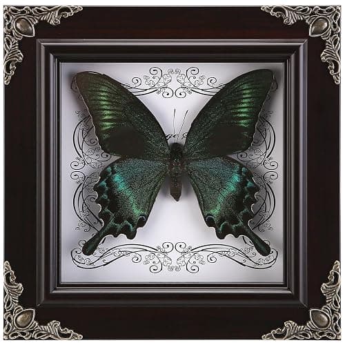 Real Butterfly Framed Handmade, Taxidermy Butterfly Shadow Box Collection, Framed Butterfly Taxidermy for Gothic Home Decor (A_Green-Banded Queen Butterfly) - Image 1