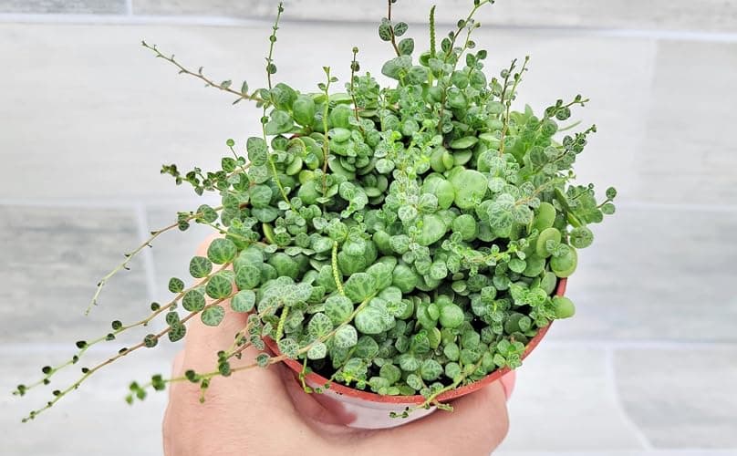 String of Turtles Peperomia Prostrata Plants Live Houseplants, Rare Indoor Plants, Fully Rooted Live Indoor Plants in 4-Inch Pot by 3exoticgreen - Image 1