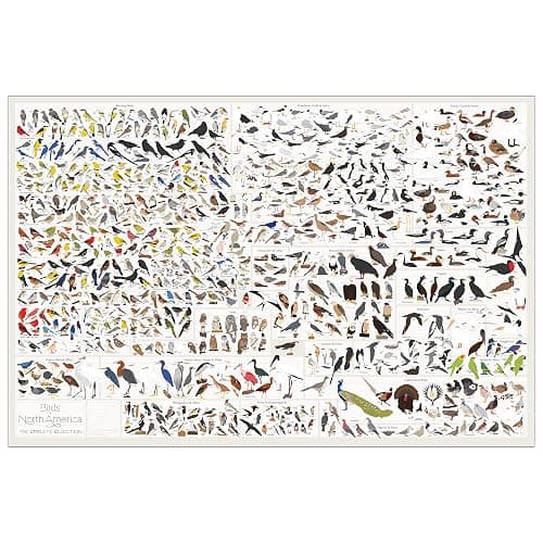 Pop Chart | Birds of North America | 36" x 24" Large-Format Poster | Every Bird Species in North America Illustrated | Perfect Wall Decor for Nature Lovers | 100% Made in the US - Image 1