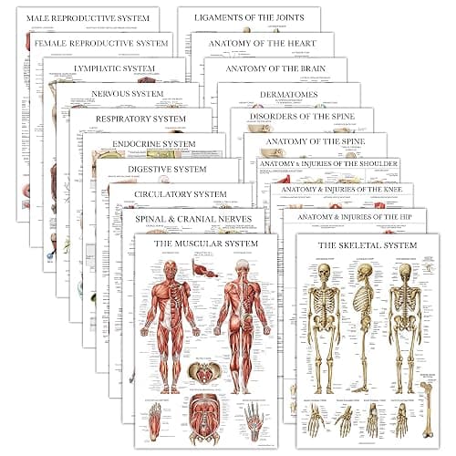 20 Pack - Anatomical Posters - Laminated - Muscular, Skeletal, Digestive, Respiratory, Circulatory, Endocrine, Lymphatic, Male & Female, Nervous, Spinal Nerves, Anatomy Charts - 18" x 24" - Image 1