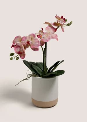 Pink Oriental Orchid - Image 1