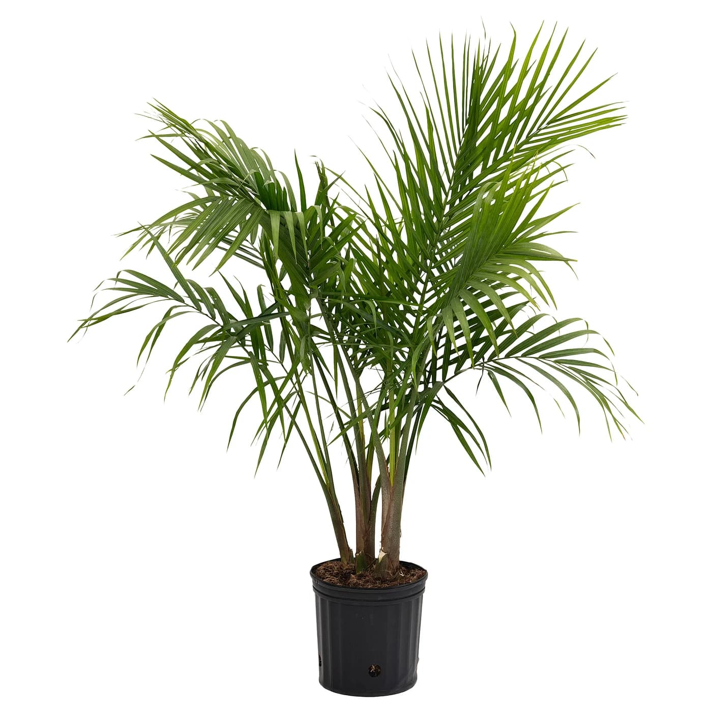 PALMMIX Potted plant - assorted species plants 24 cm (9 ½ ") - Image 1